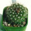 Copiapoa_hypogaea_1